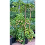 QUISCALIS INDICA - HEIGHT 2 METER
