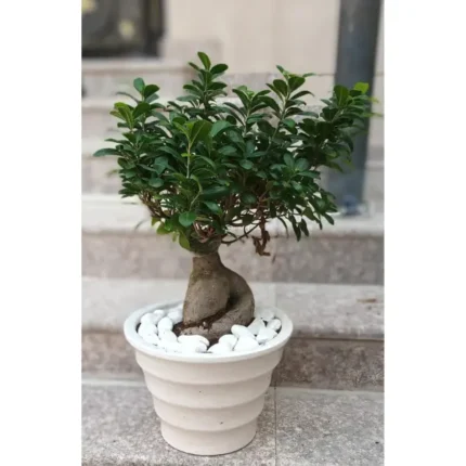 Bonsai Plant in Ceramic Pot