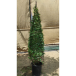 EHRETIA CONE SHAPED- HEIGHT 150 CM - Image 2