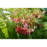 QUISCALIS INDICA - HEIGHT 2 METER - Image 2