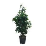 FICUS BENJAMINA - HEIGHT 100 CM
