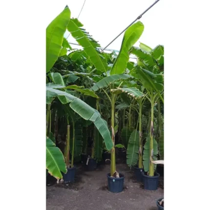 Banana Plant Online Qatar