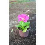 PETUNIA PINK 10 PCS