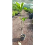 PLUMERIA RED (FRANGIPANI)