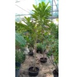 PLUMERIA WHITE (FRANGIPANI) -HEIGHT 2.0 MTR AND 3 CM DIAMETER
