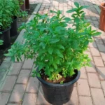 BASIL (TULSI)