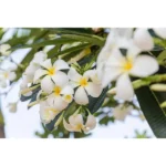 PLUMERIA WHITE (FRANGIPANI) -HEIGHT 2.0 MTR AND 3 CM DIAMETER - Image 2