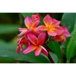PLUMERIA RED (FRANGIPANI) - Image 2
