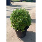 EHRETIA  BALL SHAPE IN POT- POT SIZE 38 CM - TOTAL HEIGHT 50 CM - Image 2