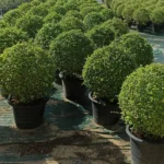 EHRETIA  BALL SHAPE IN POT- POT SIZE 38 CM - TOTAL HEIGHT 50 CM