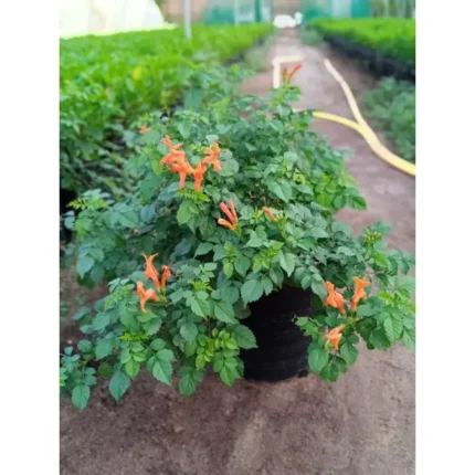 Tecomaria Orange