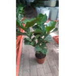 FIDDLE FIG
