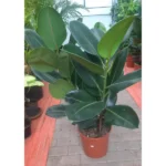 RUBBER PLANT