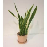 SANSAVERIA TRIFACIATA POTTED IN TERRACOTTA POT WITH TRAY - TOTAL HEIGHT 55CM