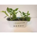 MONEY PLANT (EPIPREMNUM) HANGING POTTED IN METAL OVAL POT WITH HANDLE