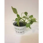 MONEY PLANT (EPIPREMNUM) HANGING POTTED IN METAL ROUND POT WITH HANDLE