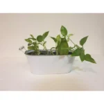 MONEY PLANT (EPIPREMNUM) HANGING POTTED IN METAL OVAL POT WITH HANDLE - Image 2