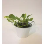 MONEY PLANT (EPIPREMNUM) HANGING POTTED IN METAL ROUND POT WITH HANDLE - Image 2