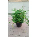 EHRETIA BALL SMALL 25 CM DIAMETER