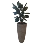 FICUS ELASTICA POTTED IN 75 CM FIBER CLAY POT - TOTAL HEIGHT 150 CM
