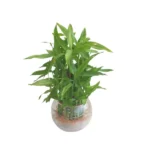 BAMBOO IN ROUND GLASS- TOTAL HEIGHT 35 CM - Image 3