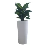 DIEPHENBECHIA POTTED IN FIBRE PLANTER- TOTAL HEIGHT 110 CM - Image 2