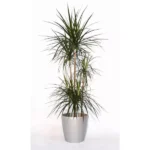DRACAENA MARGINATA 3 STEM POTTED- HEIGHT 150 CM