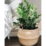 ZAMIOCULCUS POTTED AND COVERED IN JUTE POT- TOTAL HEIGHT 50 CM