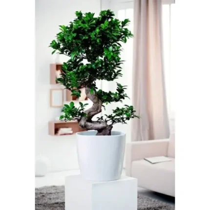 Ficus Bonsai S-Shape Zig Zag Potted