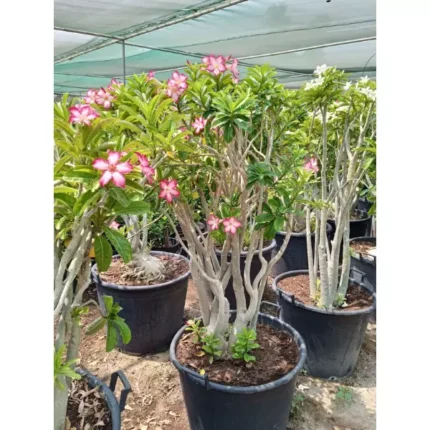 Adenium Pink Big