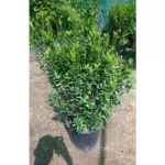 Tabernaemontana Chinensis