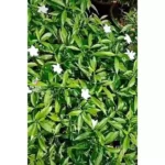 TABERNAEMONTANA CHINENSIS - Image 2