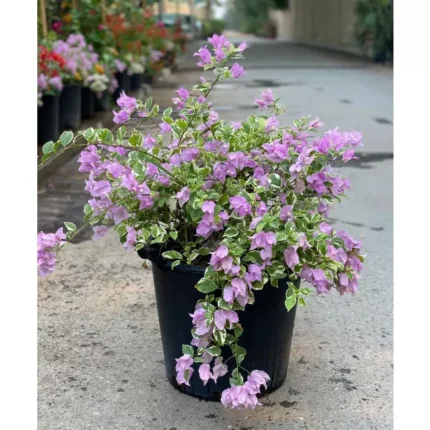 Bougainvillea Pink