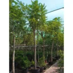 JACARANDA MIMSIFOLIA H - 4 M HEIGHT 4 DIAMETER