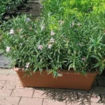 RUELLIA POTTED