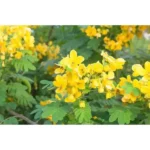 CASSIA GLAUCA - Image 2