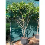 PLUMERIA 2.5-3.0 MTR HEIGHT AND DIAMETER 7-8 CM