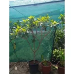 PLUMERIA 2 MTR HEIGHT AND 4-5 CM DIAMETER