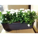 CHRYSANTHEMUM POTTED