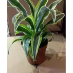 DRACAENA LEMON LIME SMALL- HEIGHT 40 CM