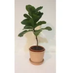 FICUS LYRATA (FIDDLE FIG) POTTED IN TERRACOTTA POT WITH TRAY - TOTAL HEIGHT 50 CM - Image 2