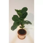FICUS LYRATA (FIDDLE FIG) POTTED IN TERRACOTTA POT WITH TRAY - TOTAL HEIGHT 50 CM