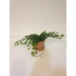 HEDERA (GREEN IVY) POTTED IN TERRACOTTA POT WITH TRAY- TOTAL HEIGHT 25CM