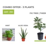 COMBO OFFER - 3 PLANTS - FRUIT AND HERBS
