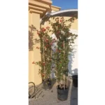 BOUGAINVILLEA RED CLIMBING- HEIGHT 2 MTR
