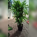 DRACAENA LEMON LIME