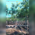 CASSIA GLAUCA- HEIGHT 3MTR, CT 1.8MTR - Image 2