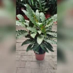 CALATHEA