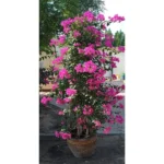 BOUGAINVILLEA PINK - HEIGHT 2 MTR - Image 2