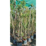 ROSE CLIMBING- HEIGHT 2 MTR - Image 2